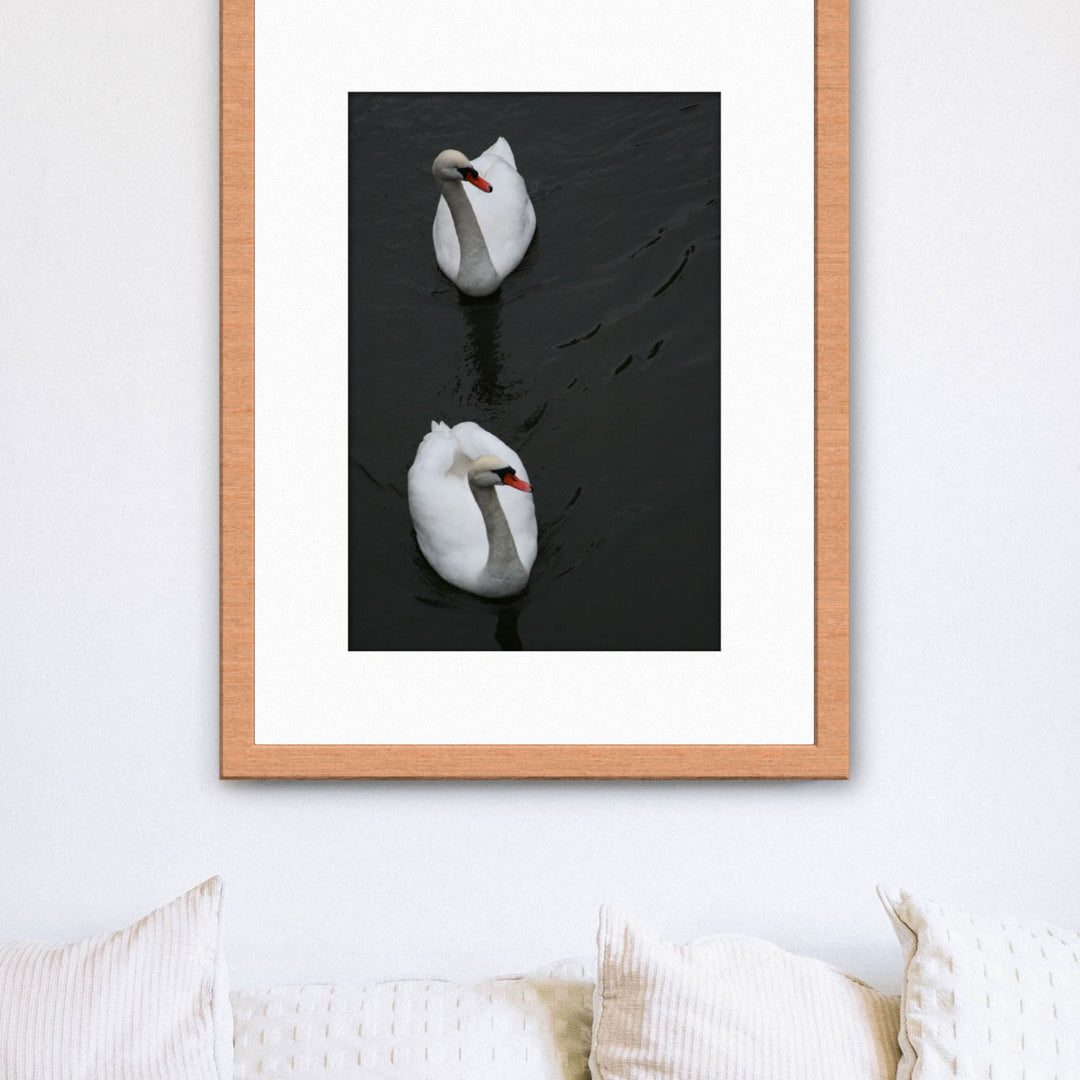 Swans in Amsterdam Framed Photograph